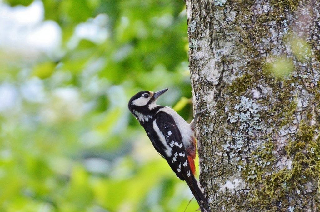 Vogel - Specht - Pixabay