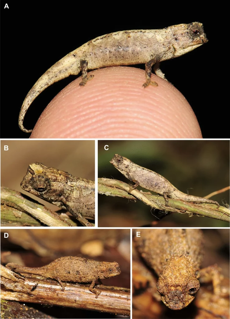 Das kleinste Reptil der Welt – Mini Chamäleon ganz groß