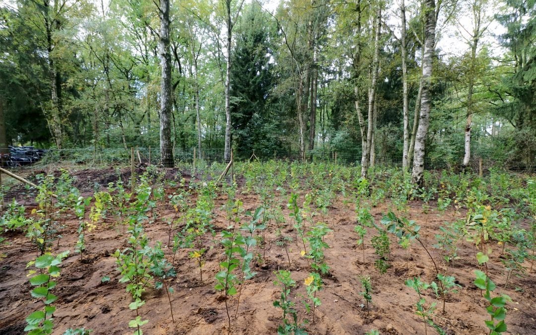 Wie ein gemeinsames Aufforsten den Klimawandel stoppen könnte