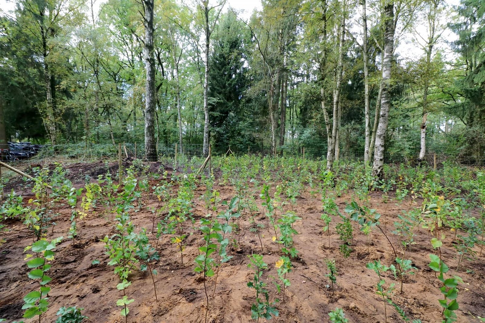 Fertig-bepflanzte-Fläche-cizitens forests