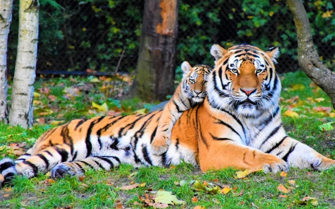 Vier EU-Länder möchten Wildtiere als Haustiere verbieten