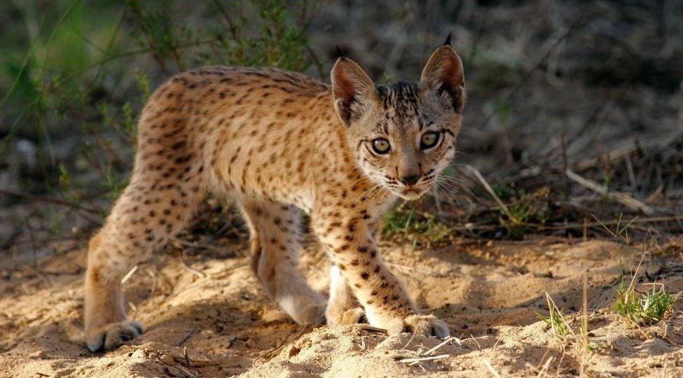 Der Iberische Luchs kehrt zurück: wieder mehr als 1111 Exemplare in Spanien und Portugal