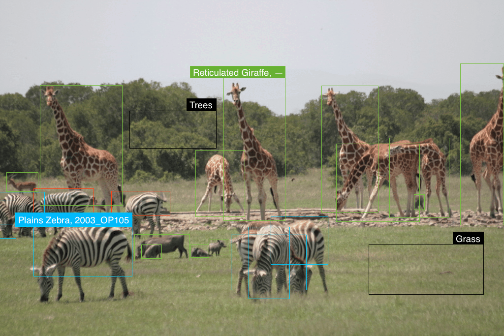 Die Wild Me Software im Einsatz zum Artenschutz 