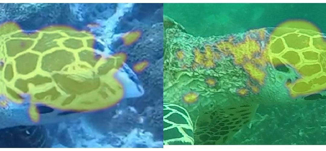 Software identifiziert bedrohte Tierarten auf Fotos und Videos