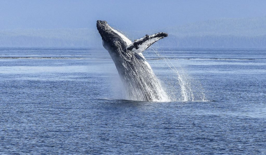 humpback whale pixabay e1660469719722