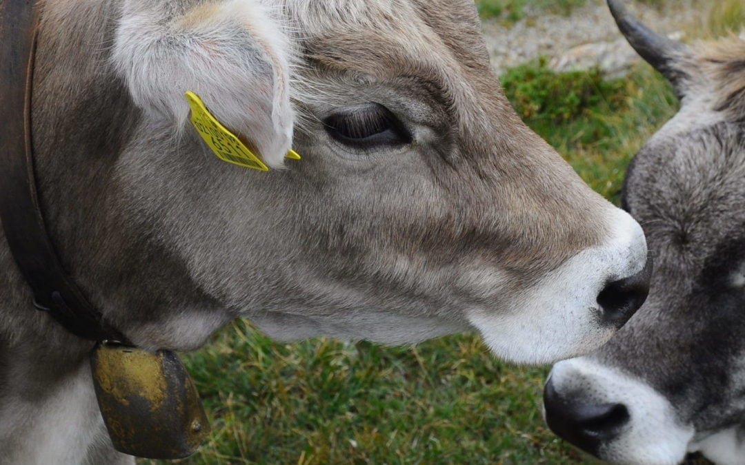 Kühe knuddeln für die seelische Gesundheit