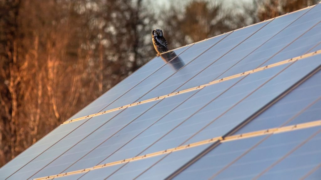 Eule auf Solarpanel