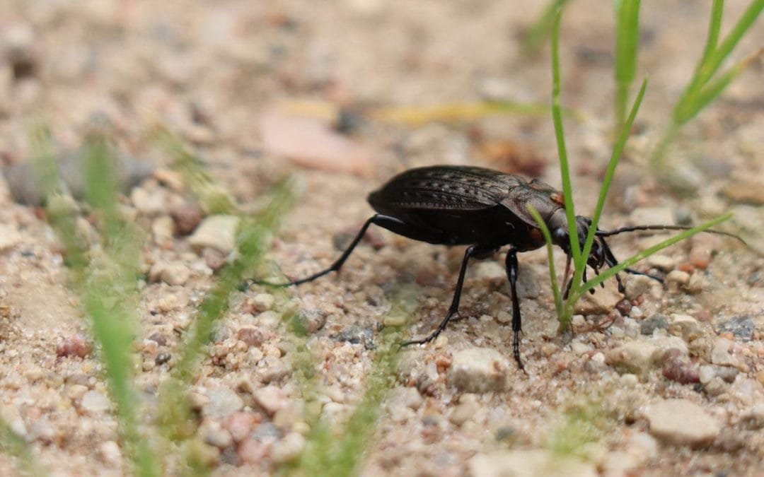Wie Insekten der Landwirtschaft helfen