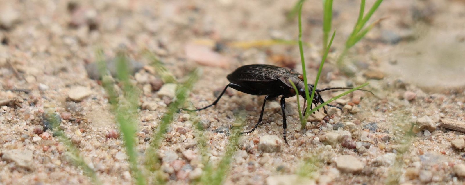 Insekten (Laufkäfer) auf einem Feld