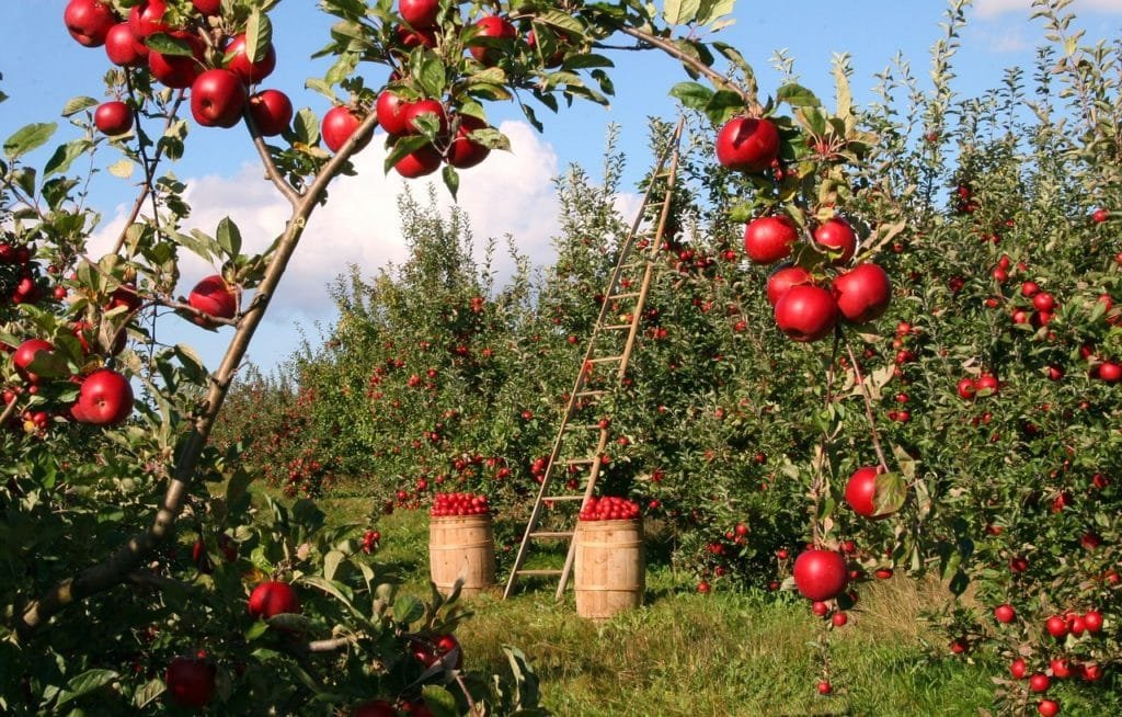 Regionales Obst macht glücklich und ist gesund