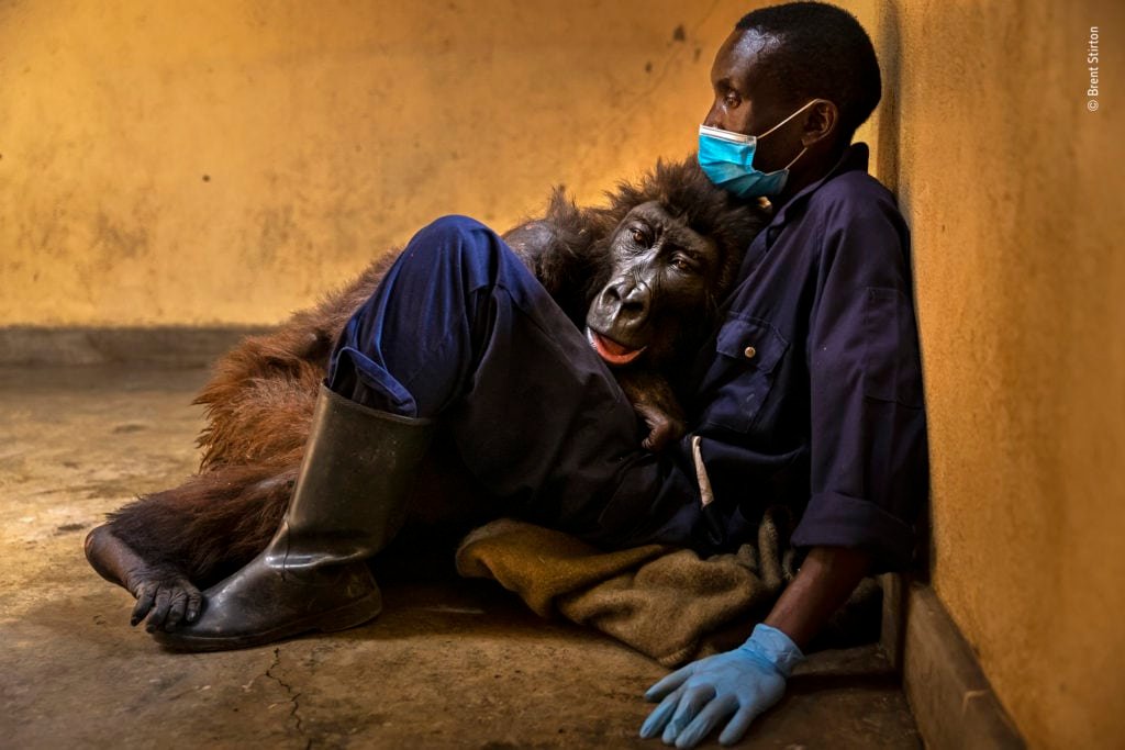 Brent Stirton Wildlife Photographer of the Year