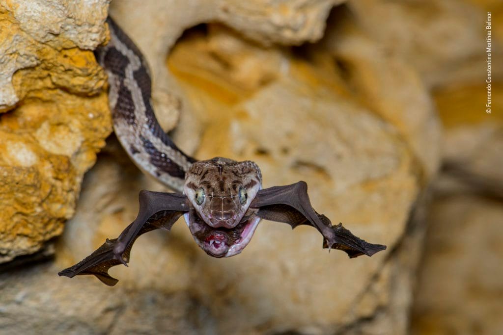 Fernando Constantino Martínez Belmar Wildlife Photographer of the Year
