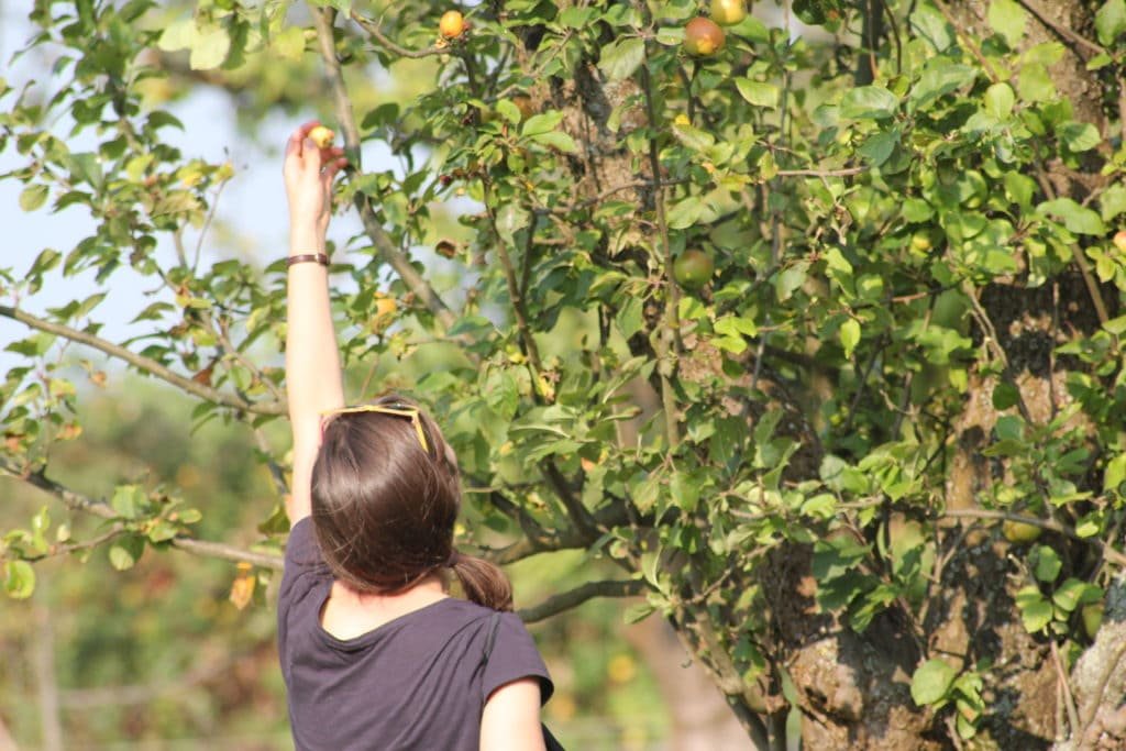 Griff zum Apfel