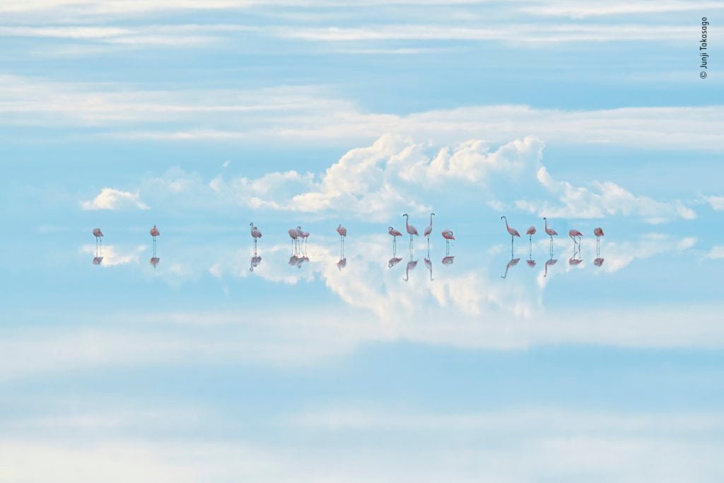 Junji Takasago Wildlife Photographer of the Year