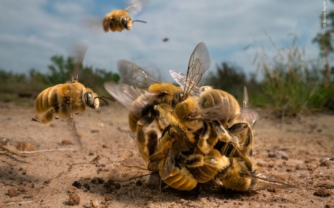 Die besten Bilder des „Wildlife Photographer of the Year 2022“ Awards