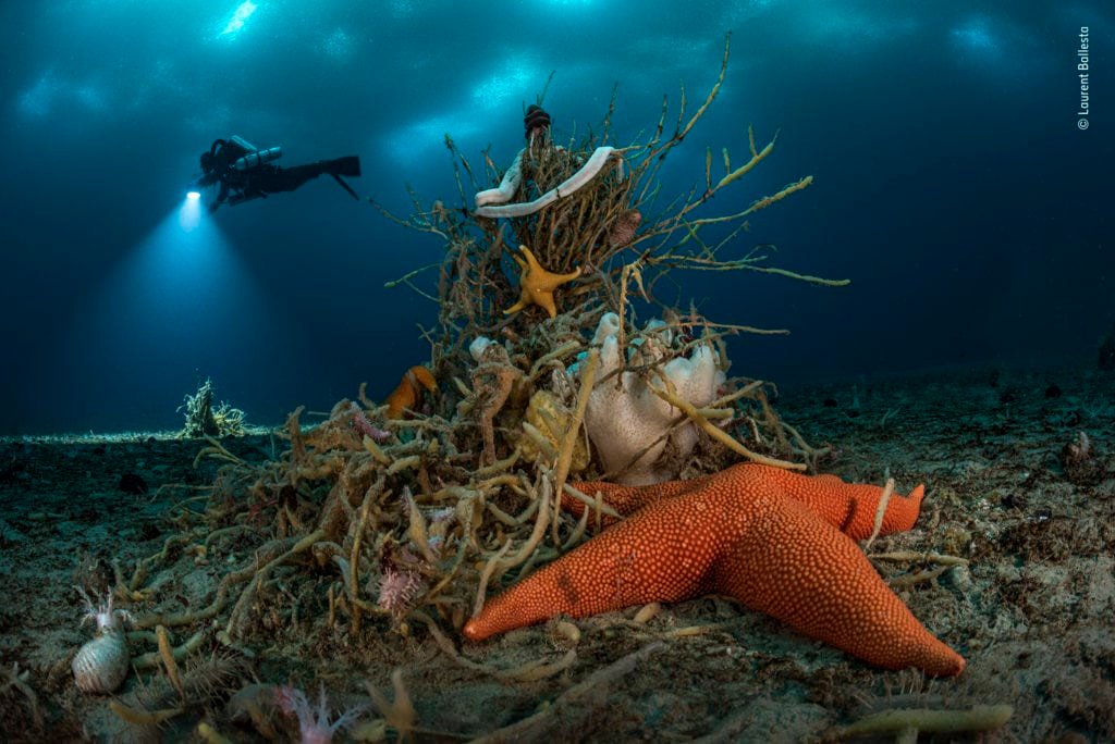 Laurent Ballesta Wildlife Photographer of the Year