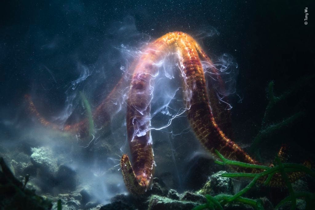 Tony Wu Wildlife Photographer of the Year 