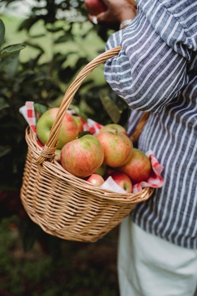 Ernte Äpfel Pexels