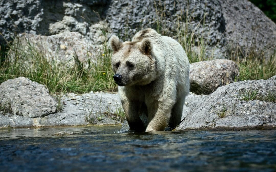 „Wildlife Comeback Report 2022“ zeigt positiven Trend