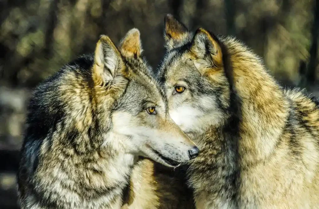 Grauwölfe kommen laut Wildlife Comeback Report 2022 zurück nach Europa