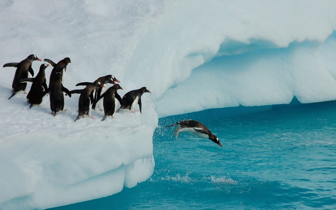 Sei ein Pinguin!