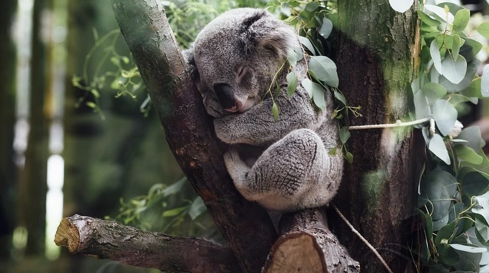 Ein Koala in Australien.