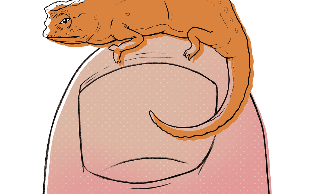 Das kleinste Reptil der Welt entdeckt