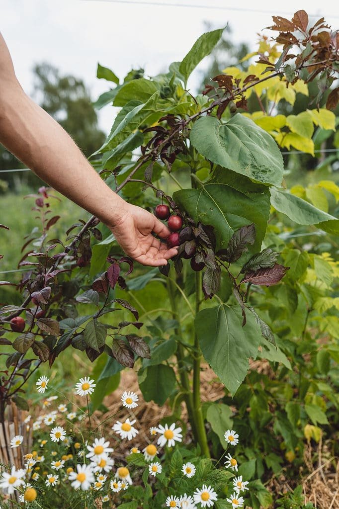 Syntropische Landwirtschaft