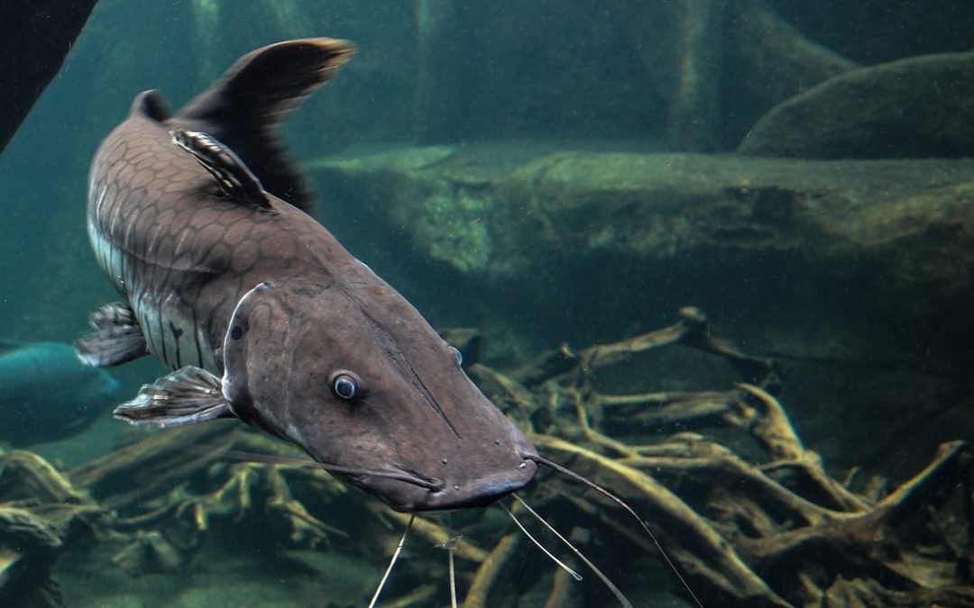 35 neue Fischarten im Madidi-Nationalpark entdeckt