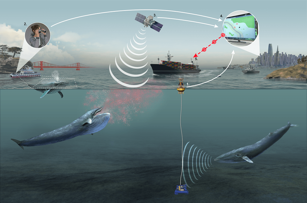 Die Funktion des Whale Safe Systems