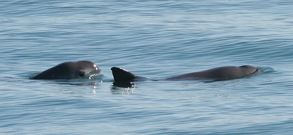 Vaquita Schweinswal