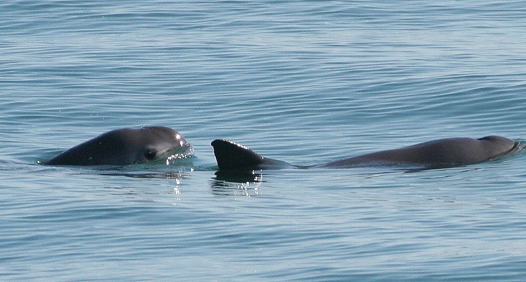 Schiff “Seahorse” soll Kalifornischen Schweinswal retten
