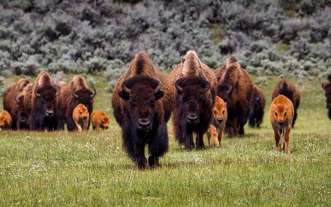 Die Bisons im Banff-Nationalpark in Kanada sind zurück – das erste Mal seit 140 Jahren