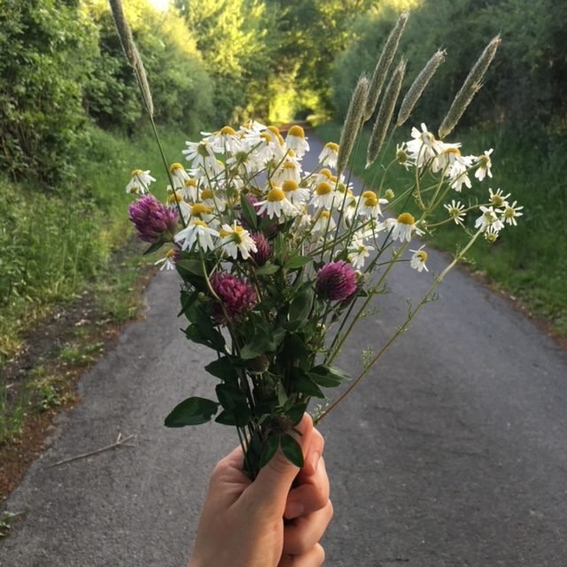Kleine Erdretter Wildpflanzen-Ausbeute beim Spaziergang