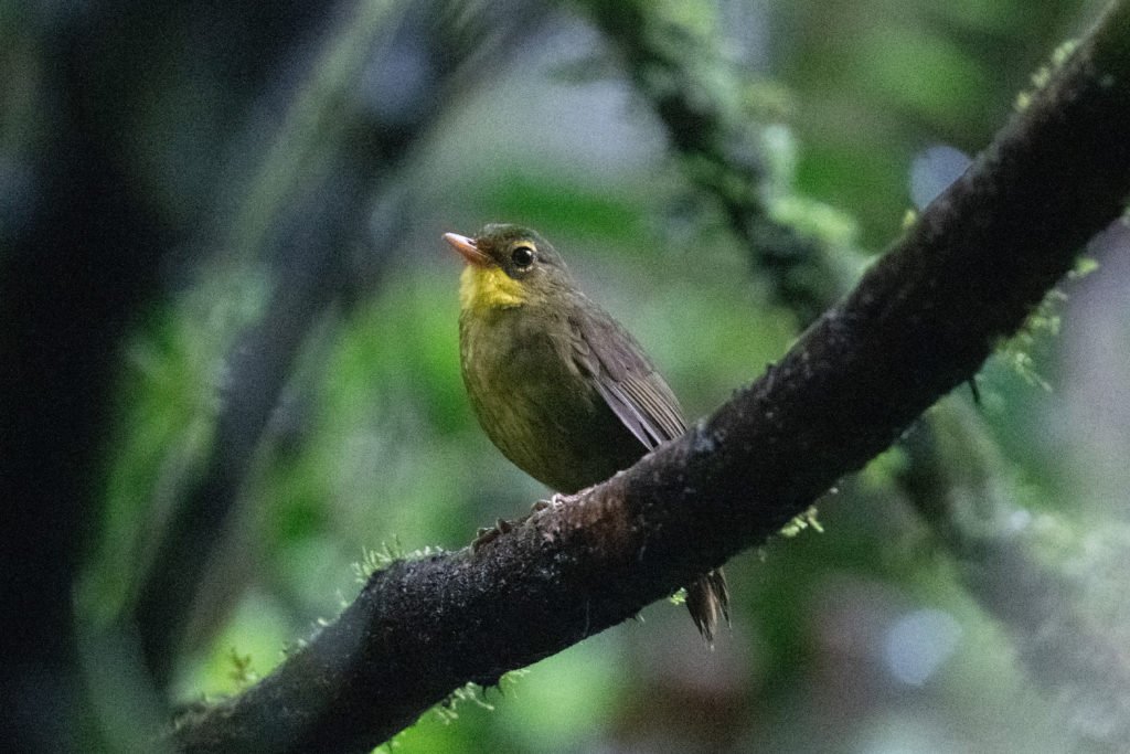 Vogelart: Dusky Tetraka