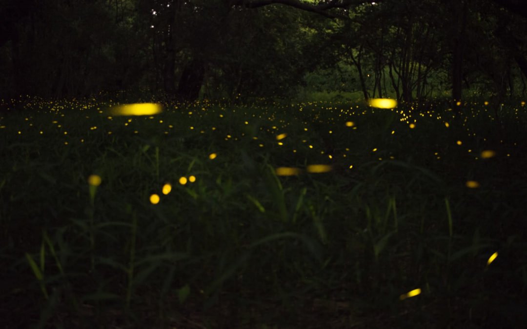 Biolumineszenz soll stromfrei für helle Straßen sorgen