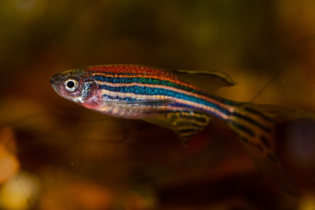Zebrafisch