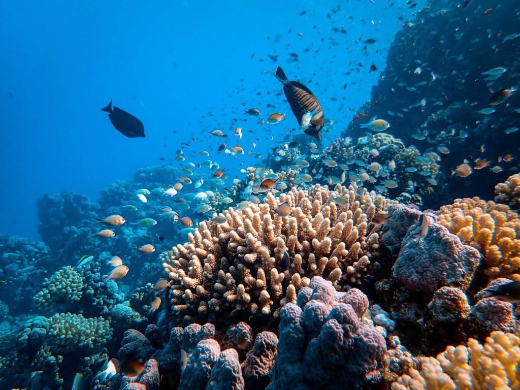 Korallenriff mit Fischen