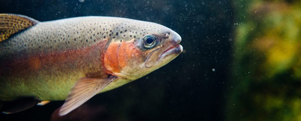 Fisch im Fluss