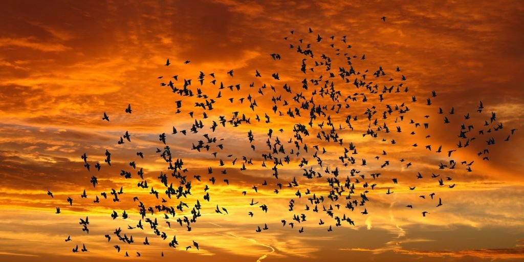 vogelschwarm