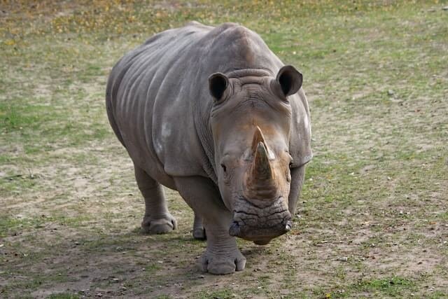 Breitmaulnashorn