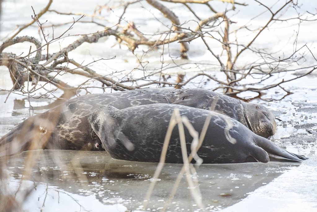 Zwei Saimaa-Ringelrobben liegen kuschelnd am Strand