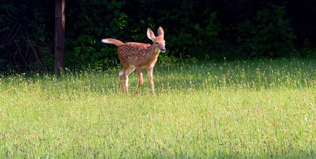 fawn ge29095412 1280 e1685965482735