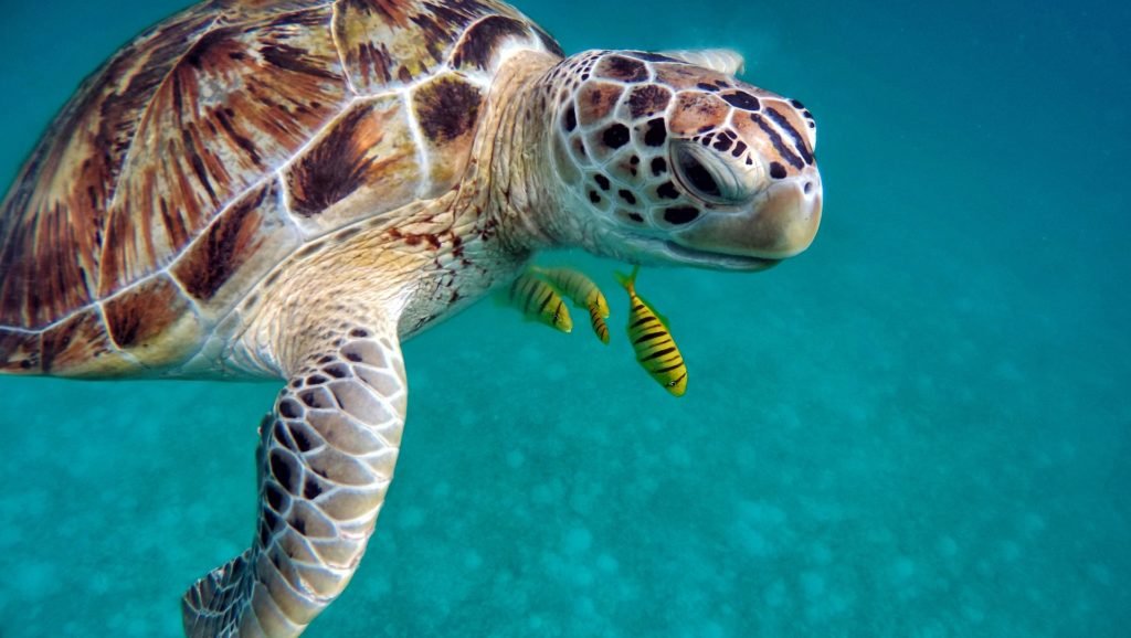 Schildkröte Pixabay