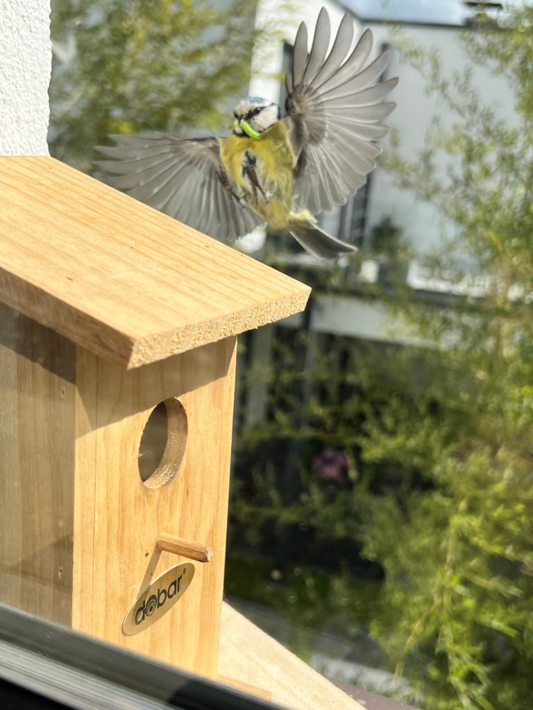 Anflug auf das Meisenhaus