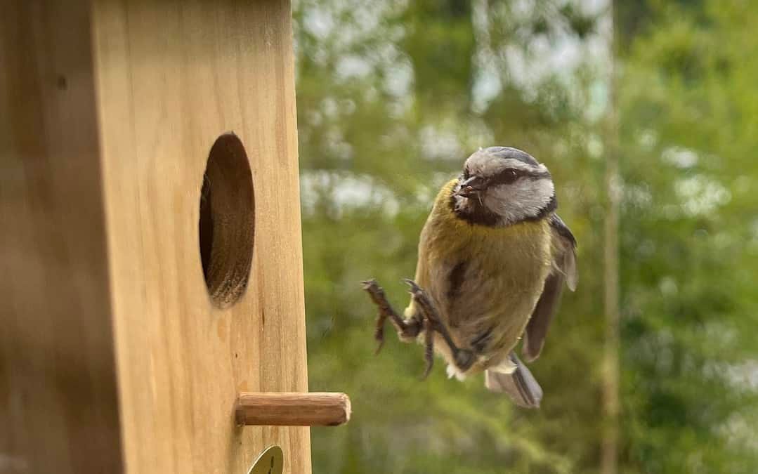 Wie viel Freude mir ein Meisenhaus brachte