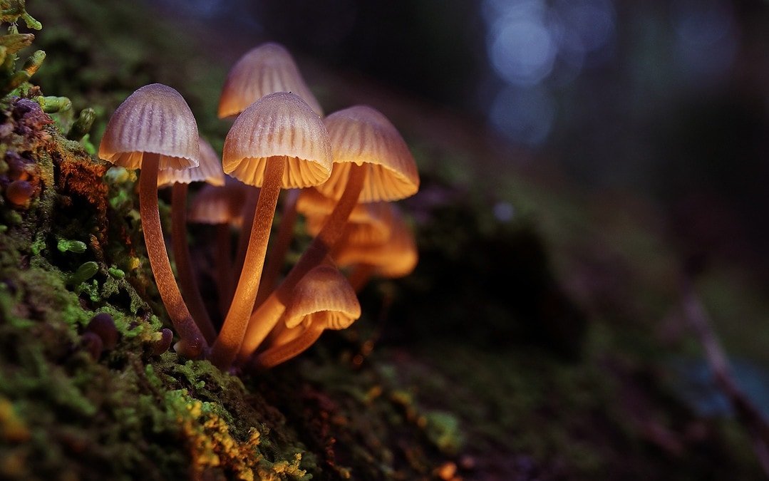 Lasst uns über Psychedelika (in der Medizin) reden
