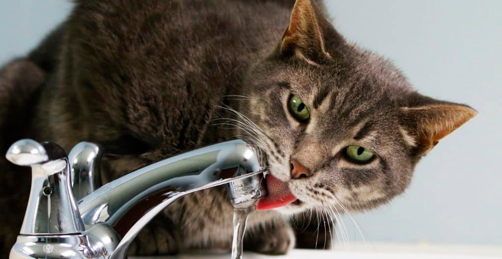 Katze Leitungswasser Großigkeiten