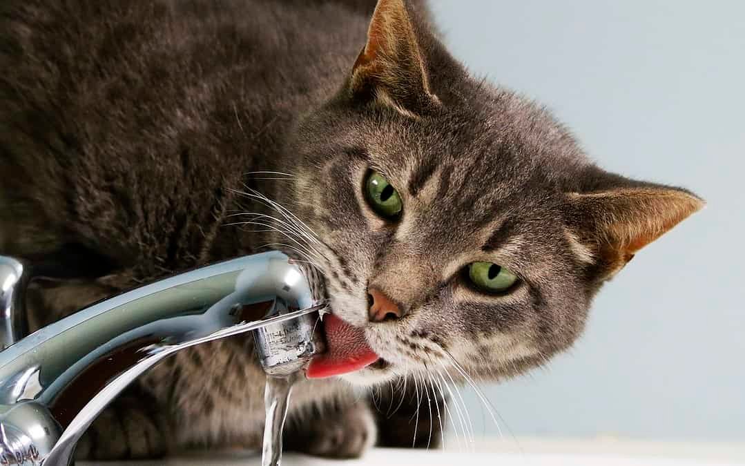 Warum ich nur noch Leitungswasser trinke