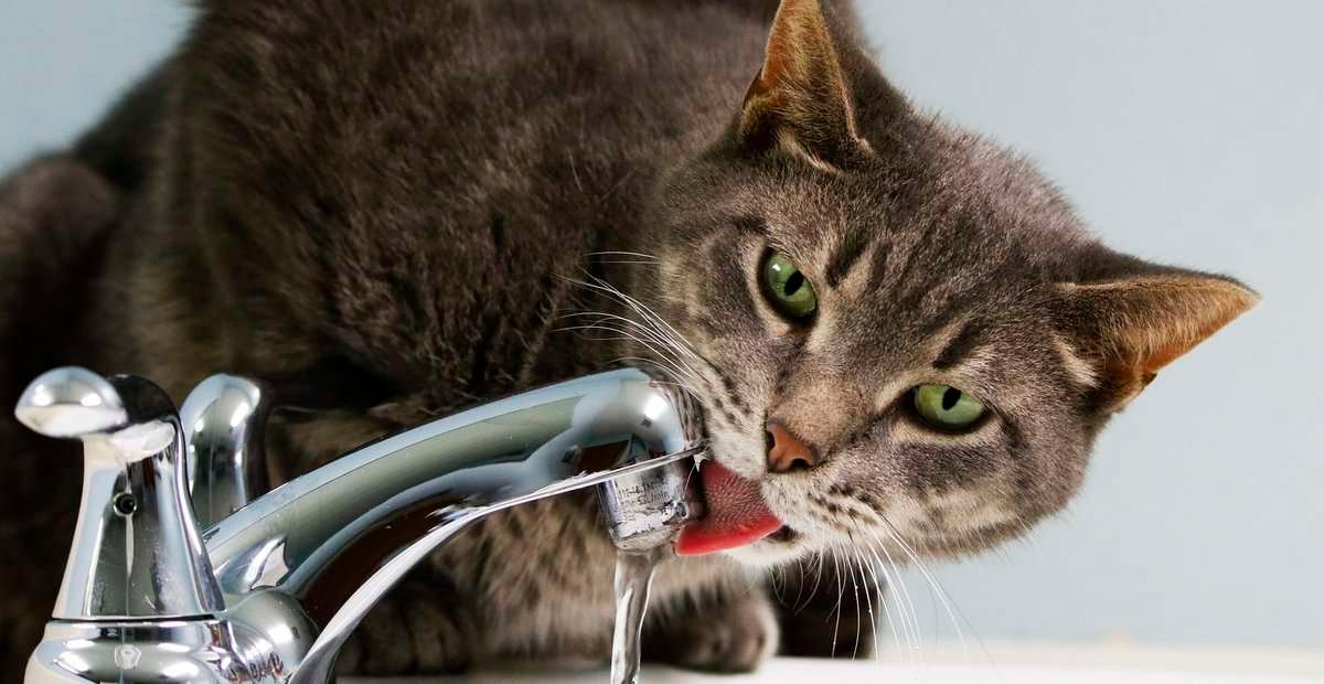Katze Leitungswasser Großigkeiten